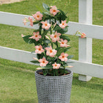Peach Mandevilla Live Plant Vine, Climbing Mandevilla Vine Plant, 5 to 7 Inc Tall