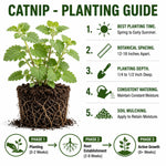 Set 3 Catnip Live Plants, Starter Herb Plants 4-7 Inches, Perennial Catnip for Outdoor Garden