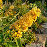 2 Butterfly Bush Live Plants, Yellow Buddleia Shrubs, 5–9 Inch Tall, Fragrant Flowering Shrubs, No Pot