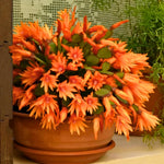 Easter Cactus Plants Live, Vibrant Color, Size 5-9" in Tall, No Pot, Spring Bloom Housplant Indoor Outdoor Succulent Cacti (Orange)