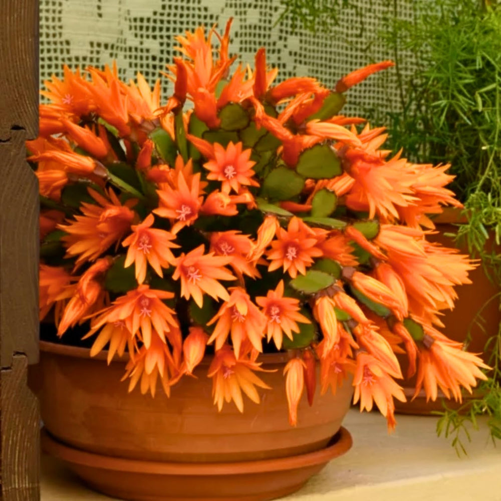 Easter Cactus Plants Live, Vibrant Color, Size 5-9" in Tall, No Pot, Spring Bloom Housplant Indoor Outdoor Succulent Cacti (Orange)