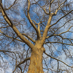 Live Sycamore Tree in Quart Pot, Hardy Shade Tree for Growing Outdoor, Dormant in Winter