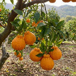Mandarin Orange Tree Live Plant, 1-2 Feet Tall in 1 Gallon Pot, Sweet Citrus Fruit Tree for Outdoor Garden, Easy Care Potted Citrus Tree