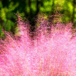 2 Muhly Grass Plants Live, 5-9 Inch Tall Hardy Ornamental Grass Live Plants for Landscaping and Borders (Pink Muhly Grass)