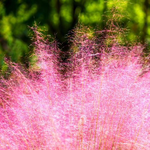 2 Muhly Grass Plants Live, 5-9 Inch Tall Hardy Ornamental Grass Live Plants for Landscaping and Borders (Pink Muhly Grass)
