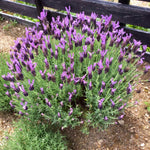 French Lavender Plant Live, Live Lavender Plants for Outside, Purple Blooms, Cold Hardy Herb for Indoor Outdoor Planting, 4 to 7 Inches Tall