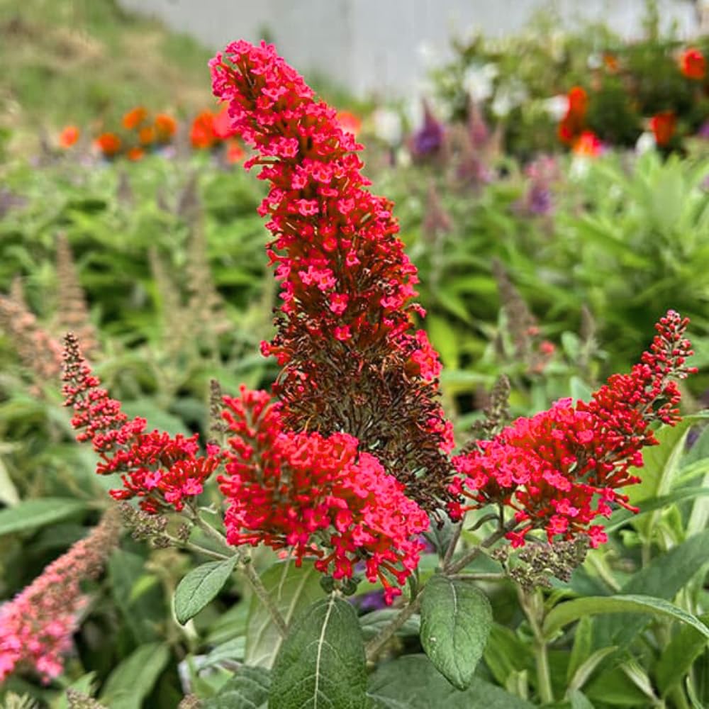 Butterfly Bush Plant Live, Perennial Buddleia Bushes Ready to Grow Outdoor 4-8 Inches (Red Buddleia)