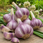 3 Jumbo Purple Garlic Bulbs for Planting in Fall, XL Size, High Yield Hardneck Garlic Cloves Seeds, Fresh, Cold Hardy and Fast Growing, Various Varieties