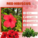 Set of 7 Red Hibiscus Cuttings, Hibiscus Flowers Plants, Tropical Flower Plant for Outdoor Gardening