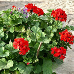 Live Geranium Plants, 3 Red Geranium Flower Plants, Gernanium Plant Live, 4 to 6 Inches Long, Geranium Live Plants, Geranium Starter Plant, 3 Red Flower Live Plants