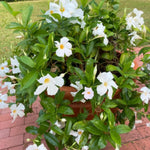 Set of 2 Mandevilla Plants Live, White Mandevilla Live Plants, 5 to 8 Inches Tall, Mandevilla Well Rooted Outdoor Gardening