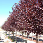 Red Chokecherry Tree Live Plant 8 to 14 Inch Tall, Chokecherry Plant Live in 2.5 Inch Pot to Grow