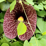 2 Dutchman's Pipe Vine Giant Live Tropical Plants, 6-12" in Tall, Dormant and Bare Root in Winter, Fast Growing