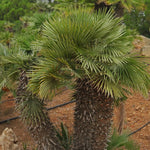 Palm Tree Plant, Live Tropical Palm Tree, Fully Rooted in 3 Gallon Pot, Ready for Outdoor Planting (Fan Palm)