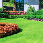 Zoysia Empire Grass Seeds, 10000 Seed Count, Zoysia Seeds for Low-Maintenance Lawn and Backyard Landscaping