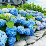 2 Hydrangea Plant Live, Hardy Hydrangea Bush Shrub for Outdoor Garden Planting, Bare Roots Dormant 6-12 Inch (Blue Hydrangea)