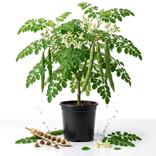 Moringa Oleifera Tree Live Plant, Well-Rooted Herb Tree, 4 Inch Pot