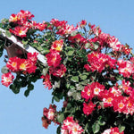 Fragrant Climbing Rose Live Plant, Well Rooted 5-9" Tall, No Leaf, Indoor Outdoor Climber, Rose Bush, Hybrid Tea Rose Like (Fourth of July)