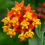 2 Tropical Milkweed Plants Live, Red Orange Color, Starter Size, 5-9" in Tall, Outdoor Planting, Spring Blooms, Cold Hardy, Perennial