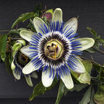 Pack 2 Passion Flower Plants, Passiflora Vine Flowering Plant 4-7 Inch Tall, Indoor Outdoor Planting (Light Blue)