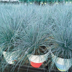 2 Blue Fescue Grass Plants Live for Spring Planting, Size 5-9" in Tall, Oranamental Grass for Outdoor Indoor