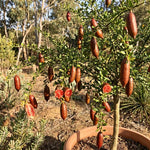Red Finger Lime Citrus Tree Live in 1 Gallon Pot, Rare Lime Fruit Tree for Patio, Container Garden and Outdoor Growing, 1-2 Feet Tall