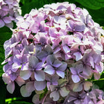 Hydrangea Plant Live Tree, Light Pink to Deep Blue Purple Color Bloom, 5-10" Well-Rooted Hydrangea Shrub Bush for House Planting Outdoor, Dormant