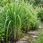 800 Lemongrass Seeds for Outside, Lemon Grass Seed for Planting, Perennial Seed, Ready to Grow Herb Garden