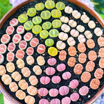 Multicolor Lithops Live Plants, Set 20 Lithops Succulents Plants Live, Mix Lithops Living Stones Rocks, Assorted Lithops Seedlings for Growing