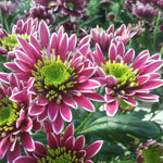 Chrysanthemum Plants Live 4 to 7 Inch Tall, Mums Live Plants, Vibrant Perennial Mum Plant for Planting in Garden (White Pink)