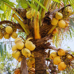 Yellow Coconut Tree Plant Sprouted, Coconut Plant Live, 6 to 8 Inc Tall, Gardening Outdoor