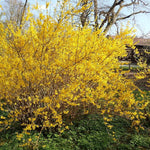 2 Lynwood Gold Forsythia Bush Live, Yellow Forsythia Plants Live Bareroots 6-12 Inch Tall, Fragrant Forsythia Shrub to Grow