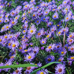 Purple Aster Plants Live for Planting, 3 to 6 Inch Asters Perennial Live Plants, No Pot