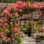 Fragrant Climbing Rose Live Plant, Well Rooted 5-9" Tall, No Leaf, Indoor Outdoor Climber, Rose Bush, Hybrid Tea Rose Like (Fourth of July)