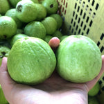 Pink Guava Tree Live Plant, Guava Plant Live for Planting Outdoor, Fruit Tree Plant from 5 Inc Long