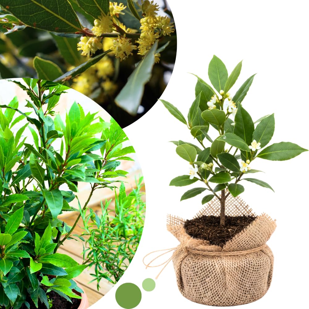 Bay Leaf Tree Live Plant, Laurus Nobilis Sweet Bay Laurel, 6-10" Tall in 4" Pot, Fragrant Culinary Herb Tree