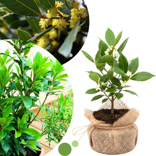 Bay Leaf Tree Live Plant, Laurus Nobilis Sweet Bay Laurel, 6-10" Tall in 4" Pot, Fragrant Culinary Herb Tree