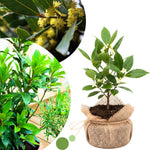Bay Leaf Tree Live Plant, Laurus Nobilis Sweet Bay Laurel, 6-10" Tall in 4" Pot, Fragrant Culinary Herb Tree for Indoor or Outdoor Growing