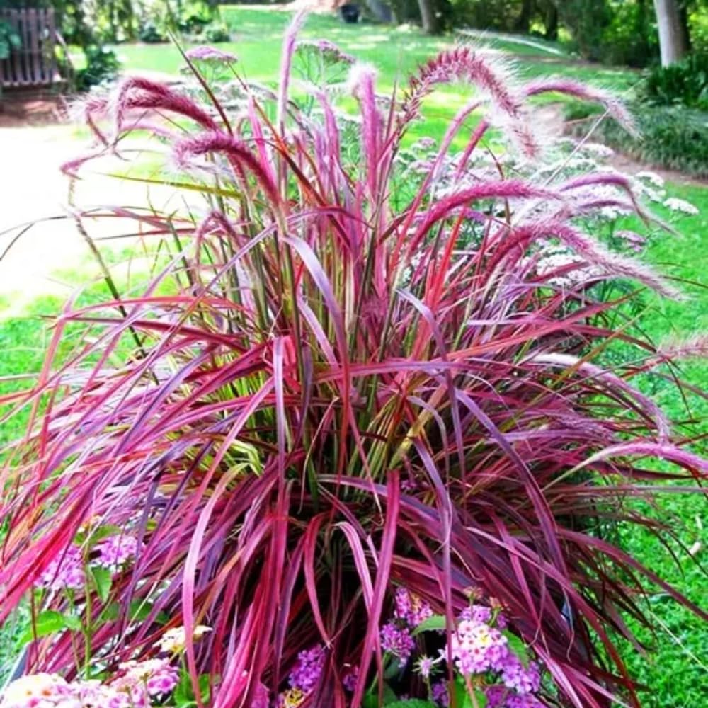 2 Red Purple Fountain Grass Plants Live for Planting, Ornamental Grass Live Plants, 5-9 Inch Tall, Purple Grass Indoor Outdoor