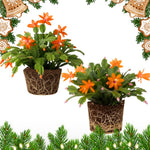 2 Orange Christmas Cactus Plants, Thanksgiving Cactus 3-6 Inch Tall, Winter Succulents Flowers Container Hanging Basket Indoor Outdoor Planting