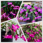 Christmas Cactus Plants Live, Flowering Thanksgiving Cactus with Vibrant Blooms, 4-7'' Tall, Easy-Care Indoor Houseplant (Purple Blooms)