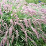 2 Fountain Grass Plants Live, 5-9 Inch Tall Ornamental Grass Live Plants for Landscaping and Garden Borders (Rose Fountain Grass)