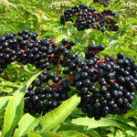 Black Elderberry Bush Tree Plant Live for Planting, 5 to 8 Inch Tall, American Elderberry Cold Hardy for Outdoor Growing, No Pot