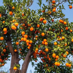 5 Sweet Persimmon Trees Live Plants 1-1.5 Feet Tall, Bare Roots, Hardy Fruit-Bearing Tree Ready to Grow Outdoor