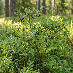 Black Huckleberry Fruit Tree 4-6 Inches in 4 Inch Pot, Live Berry Bush for Patio Pots, Garden Borders and Outdoor Growing
