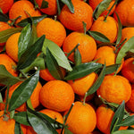 Live Satsuma Mandarin Tree Plant in 1 Gallon Pot, Sweet Tangerine Citrus Tree Suitable for Patio or Outdoor Garden Growing
