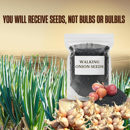100 Walking Onion Seeds - Egyptian Walking Onion Seeds, Not Bulbils, Perennial Heirloom Onion for Garden Planting