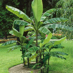 Banana Plant Live, Basjoo Banana Tree Live Plant, Hardy Banana Fruit Seedling 4 to 8 Inch Tall, Indoor Outdoor