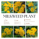 4 Yellow Milkweed Plants Live 4-9 Inc Tall, Tropical Milkweed Plants Well Rooted, Outdoor Growing
