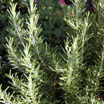 Live Rosemary Plant, Rosemary Herb, Perennial Herb Plant, 4 Inch Pot for Planting